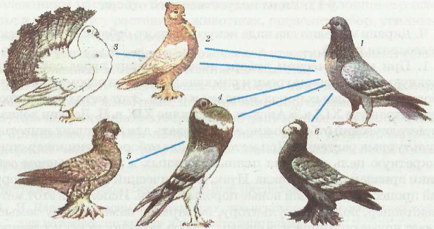 Породы голубей и их дикий предок: 1 - дикий скалистый голубь; 2 - якобинец; 3 - павлиний голубь; 4 - дутыш; 5 - мохнатый голубь; 6 - турман