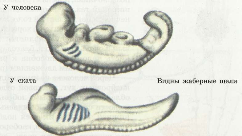 Трехнедельные зародыши человека (сверху) и ската (внизу)
