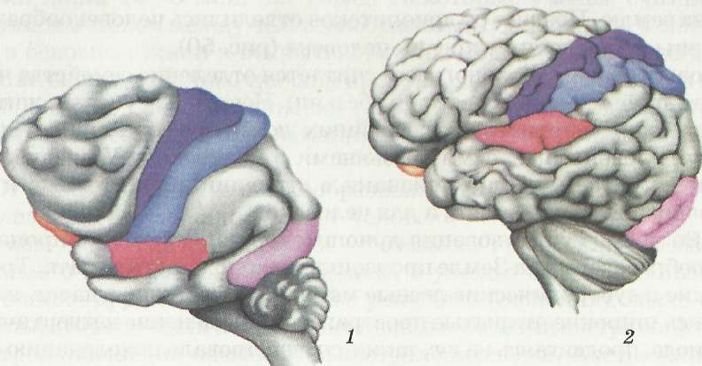 Строение мозга шимпанзе (I) и человека (2). Кора головного мозга человека отличается множеством извилин и борозд