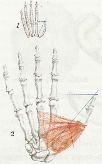 Отличительные признаки пальцев руки гориллы (J) и человека (2). Синие линии показывают длину пальцев и угол их расположения