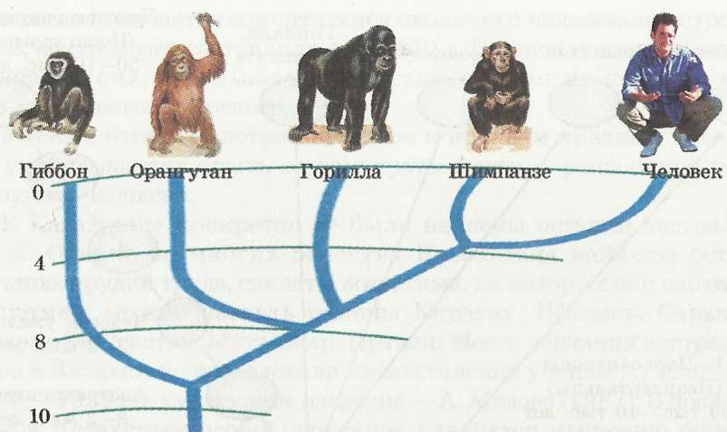 Исторические этапы отделения человека и человекообразных обезьян ^ древнейших предков (в млн. лет)