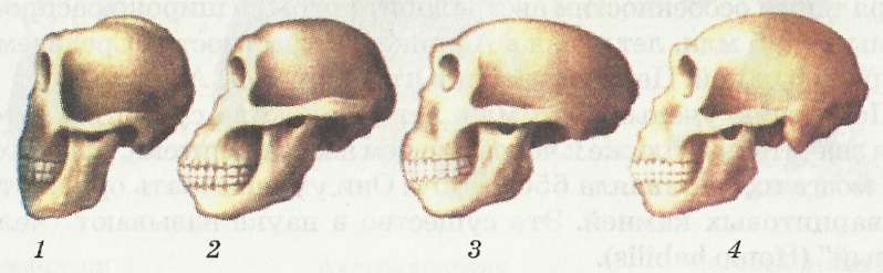 Изменение объема мозгового отдела черепа человека в процессе исторического развития