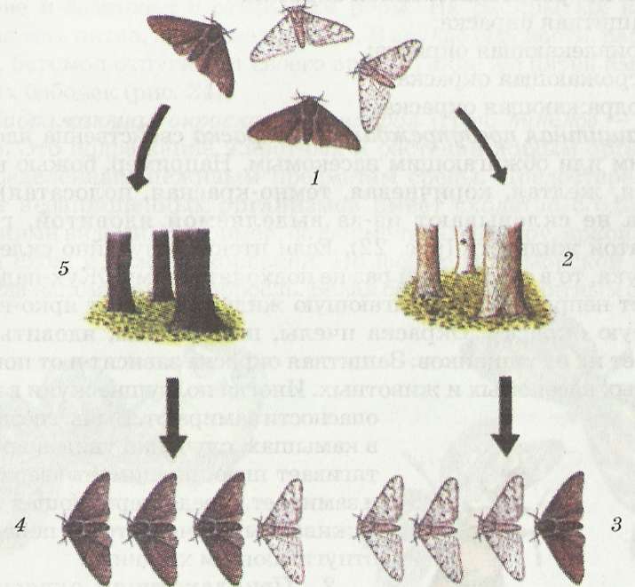 Приспособленность ночных бабочек путем изменения окраски в соответствующие цвета ствола дерева