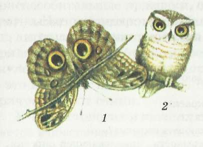 Угрожающая окраска: глазчатые пятна на крыльях бабочки (1) в позе угрозы похожи на глаза сычика-эльфа (2)