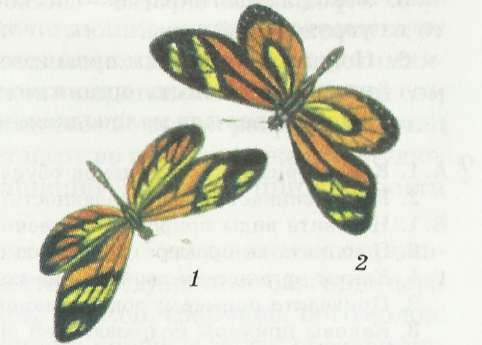 Подражательная окраска: бабочка-белянка (Т) похожа на ядовитую бабочку-геликониду (2)