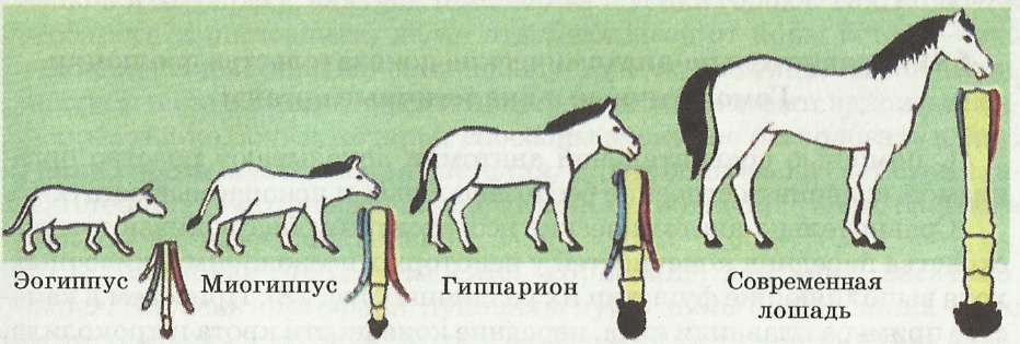 Эволюция лошади