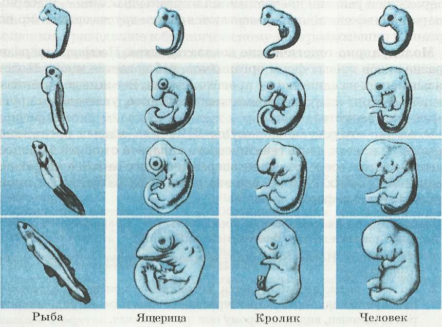 Сравнение зародышей позвоночных на разных стадиях развития