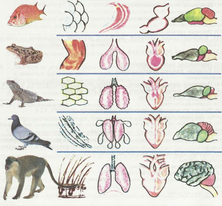 Доклад по теме Pегресс в эволюции многоклеточных животных