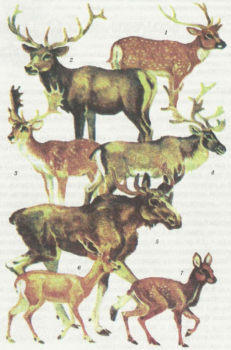 Многообразие видов оленей, возникших в результате дивергенции: 1 — пятнистый олень; 2 — марал; 3 — лань; 4 — северный олень; 5 — лось; 6' — косуля; 7 — кабарга