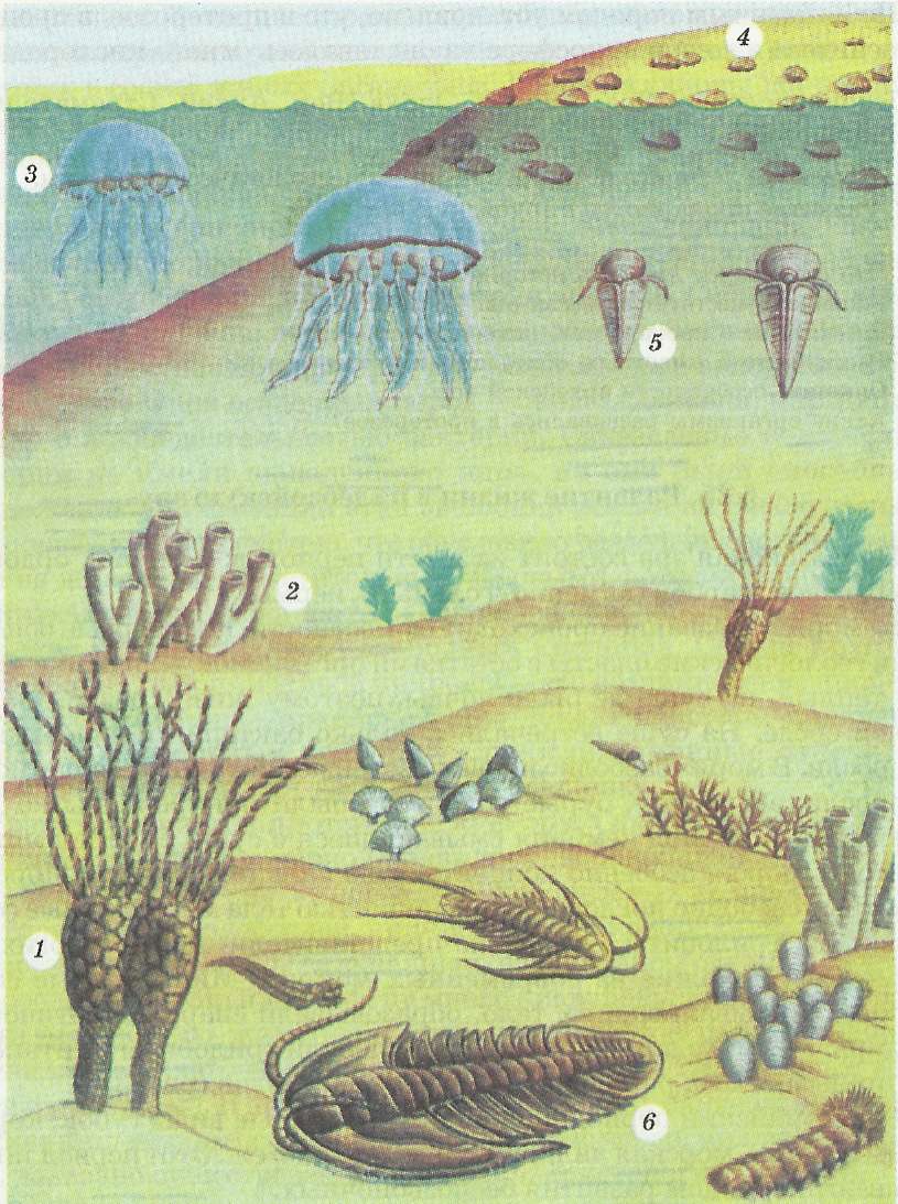 Фауна раннего палеозоя (кембрий, ордовик, силур)
