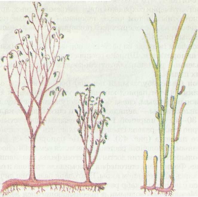 Первые растения, вышедшие на сушу, — псилофиты риниофиты