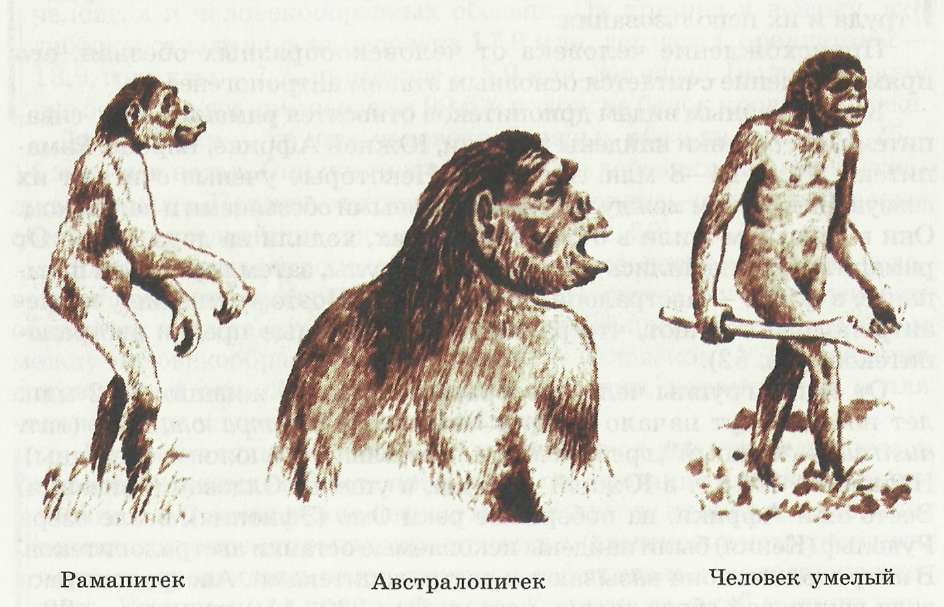 Самые древнейшие предки современного человека: рамапитек; австралопитек; человек умелый