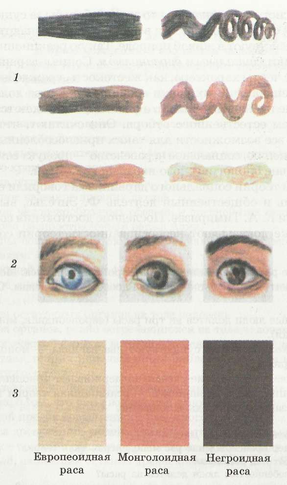 Отличия среди рас: 1 — волосы; 2 — глаза; 3 — цвет кожи